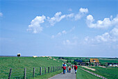 Dyke, Westerhever, Halbinsel Eiderstedt Schleswig-Holstein, Germany