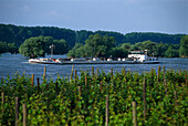 Blick auf Weinreben und Frachter auf dem Rhein, Rheingau, Hessen, Deutschland, Europa