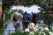 Three mature men at a rosegarden at Rhine promenade, Eltville, Rheingau, Hesse, Germany, Europe