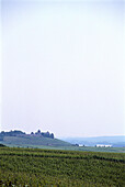 Blick über Weinfelder im Sonnenlicht, Rheingau, Hessen, Deutschland, Europa