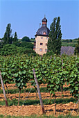 Castle Vollrads, Rheingau, Hesse, Germany