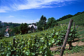 Städtischer Weinberg Neroberg im Sonnenlicht, Neroberg, Wiesbaden, Hessen, Deutschland, Europa