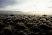 Steppe in the morning light, Patagonia, Argentina