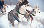 Sledge dogs, Stubai valley, Austria, Europe