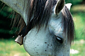 Horse, Western Carpathians Romania