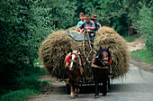 Coach, Western Carpathians Romania