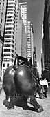Bull downtown, Bull, Downtown, Manhattan, New York, USA