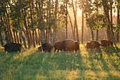 American Bisons, Elk Island National Park, Alberta, Canada