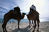 Kamelreiten am Strand, Dromedare, Djerba, Tunesien
