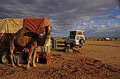 William Creek campground with camel and 4 wheel drive in red sand, William Creek, smallest town in South Australia, Oodnadatta Track, South Australia, Australia