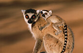 Katta mit Baby, Halbaffe Madagaskar