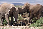 Afrik. Elefanten m. Neugeborenem, Loxodonta africana Afrika