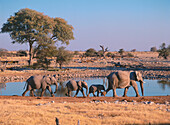 African Elephants at waterhole, Loxodonta africana, Etosha National Park, Namibia, South Africa