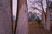 Bobabbäume, Adansonia gregorii, Nationalpark, Kimberley, Westaustralien, Australien