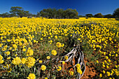Yellow meadow of wildflowers, Western Australia, Australia