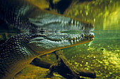 submerged crocodile, Sydney Aquarium, Sydney, Australia