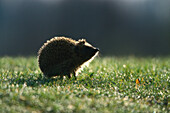 hedgehog on meadow, Bavaria, Germany