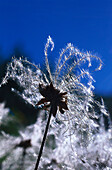 Dryas octopetala, Silberwurz Alps, Nature
