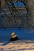 Parkbank im Winter, unter Baum