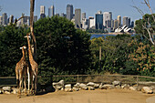 Giraffes, Taronga Zoo, Sydney, Australien, famous Sydney Zoo Taronga, giraffes feeding in front of Sydney city skyline