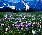 Frühlingskrokus, Karwendel Gebirge, Oberbayern, Deutschland