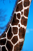 Netzgiraffe, Reticulated Giraffe Giraffa reticulata