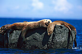 Steller Seelöwen auf einem Felsen, Alaska, USA, Amerika