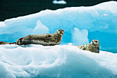 Seehunde auf Eisscholle, Phoca vitulina, Alaska, USA