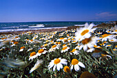 Chamomile on the beach, Turkey