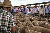 Bendigo sheep sales, men in summer shirts and hats bidding for sheep at sheep auction in Bendigo,  Victoria, Australien