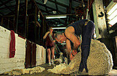 Sheep shearing, in sheep shed, Australia, Victoria, sheep shearer at work at Waratah sheep Station