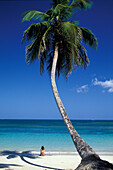 Palmenstrand, Kokospalmen, Dominikanische Republik, Karibik