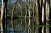 Reflection swamp forest, Victoria Valley, Australia, Victoria, Grampians National Park, swamp forest
