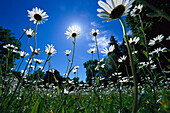 Margeriten, Marguerite, Marguerite meadow in the sun, Germany