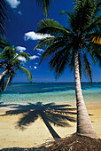 Palmenstrand, Kokospalme, Dominikanische Republik, Karibik