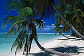 Palm beach, Coconut palms, Pigeon Point, Tobago, West Indies, Caribbean