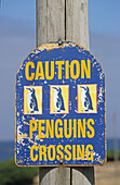Penguins Crossing, sign, Tasmania, Australien, Australia, Tasmanien, Road sign warning that penguins have right of way Straßenschild, warnt, Pinguins Überqueren der Straße