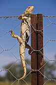 Bearded Dragon on the dog fence, a lizard which lives in the semi-desert, Australia