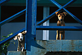 Hunde, Tobago West Indies, Karibik