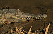 Close upview of the freshwater crocodile, Queensland, Australia