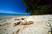 Crab, Ghost crab, Sandstrand, Coconut palms, Tobago, West Indies, Caribbean