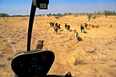 Blick auf Rinderherde von oben, Cockpit, Sterling Buntine, Lansdowne Station, Kimberley, Westaustralien, Australien