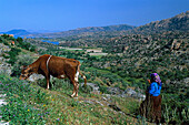 Farmer tending a cow, lake Bafa, Latmos mountains, Southwest Turkey, Turkey