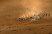 Herd of goats, cows, Bagan, Ziegen, Kuehe,Myanmar