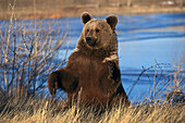 Braunbär, Ursus arctos