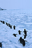 Adélie Pinguine, Antarctica