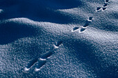 Animal tracks in the snow, Winter landscape