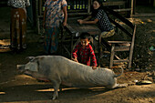 Boy rides on pig, Junge spielt mit grosse Hausschwein, Sau