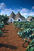 Trullo Haus in a vineyard, Apulien, Italien