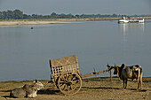 Ox and cart, Irrawaddy, Mingun, Ochsengezogener Wagen, Ochsenkarre, Ayeyarwady, Ochsenkarren, Mandalay